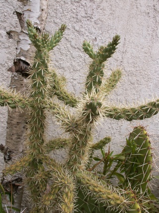 Cylindropuntia spinosior - Page 2 29-07-12