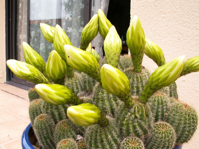 trichocereus - Trichocereus schickendantzii (Echinopsis) Tricho13