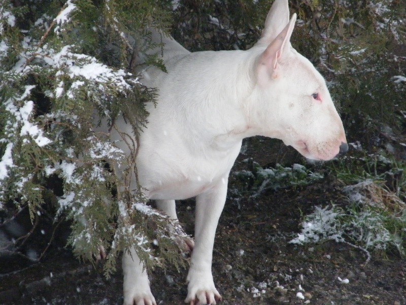 Qui a un bull terrier ? 7_fevr11