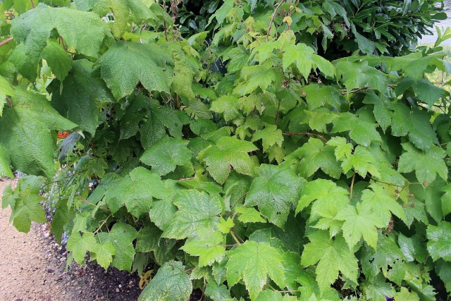 Rubus odoratus - [identification] Yo_ide11