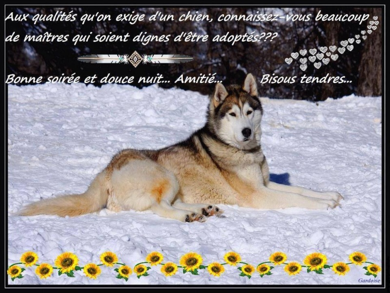 citations sur le chien 16533510