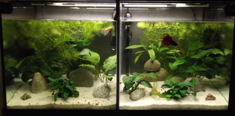 110L compartimenté pour mes bettas :) Voile154