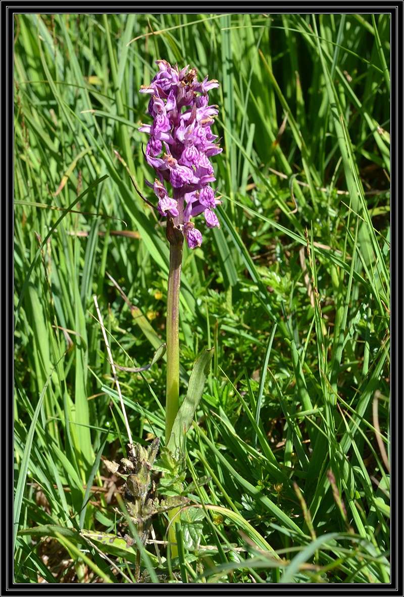 Vallon du Crachet 30 juillet 2014 Dsc_0231