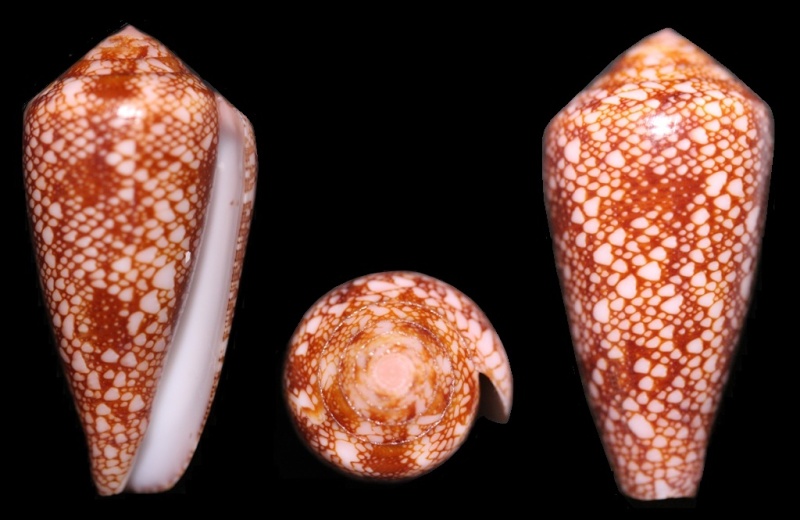 Conus (Darioconus) pennaceus rubropennatus da Motta, 1982 voir Conus (Darioconus) pennaceus Born, 1778 Img_4610