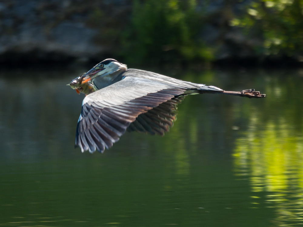 Oiseaux P1140211