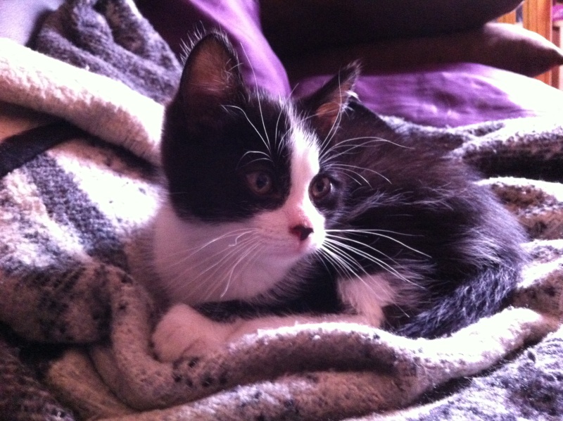 Yellow (ex Weed ), chaton noir et blanc, né vers le 10 avril 2014 (adopté) Img_1113