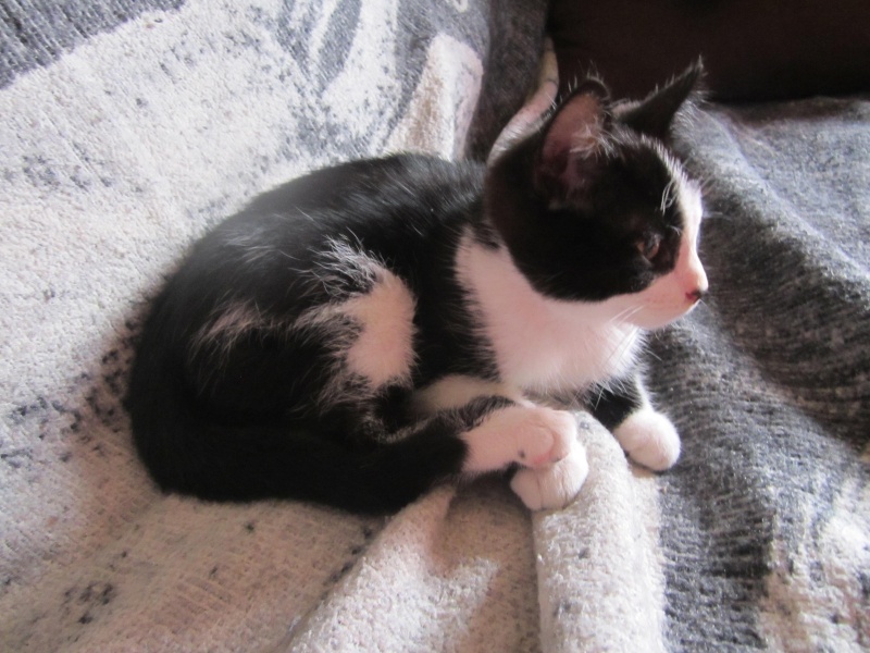 Yellow (ex Weed ), chaton noir et blanc, né vers le 10 avril 2014 (adopté) Img_1117