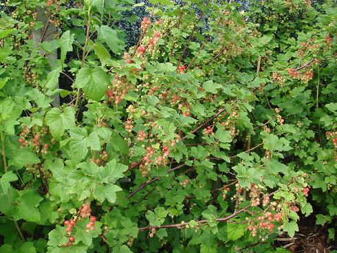 Cassis, Framboises et Groseilles Dsc00012