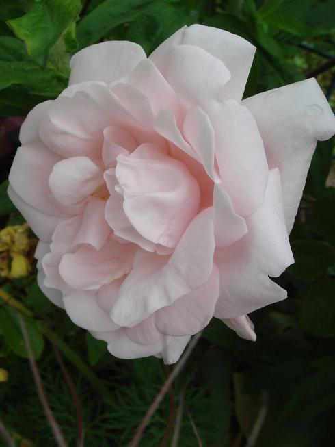 Rosa 'New Dawn' !!! - Page 3 Dsc02113