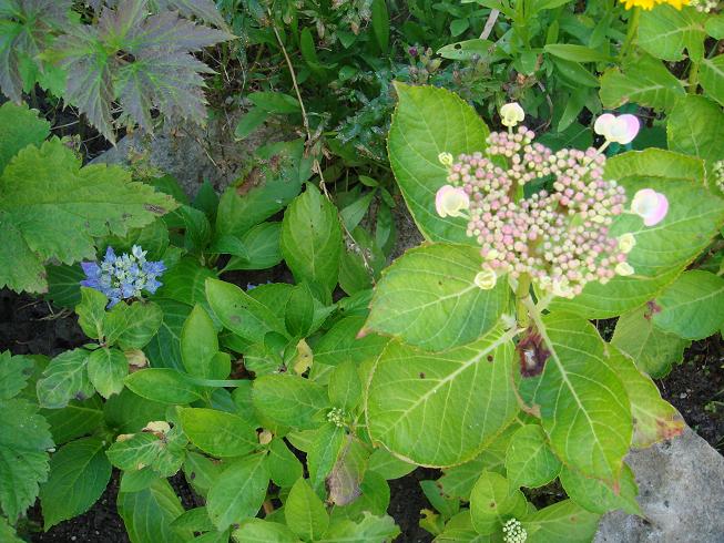 ça va faire mal s'il gele fort.........hydrangea 2014 - Page 9 Dsc02312