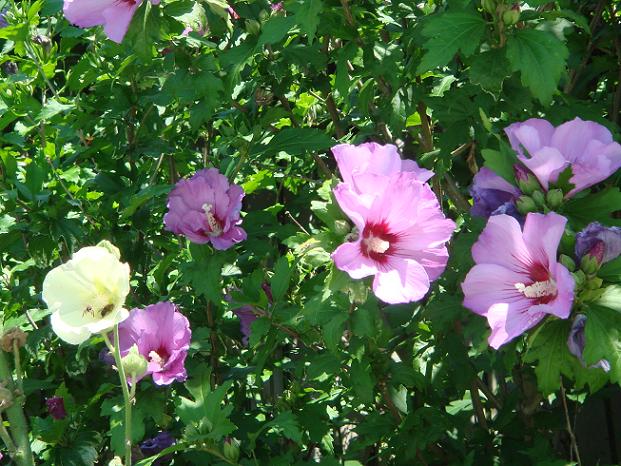 Hibiscus Syriacus  - Page 3 Dsc02518