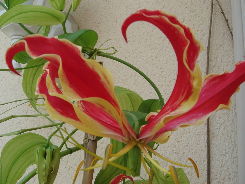 Gloriosa ou Lis de Malabar Glorio12