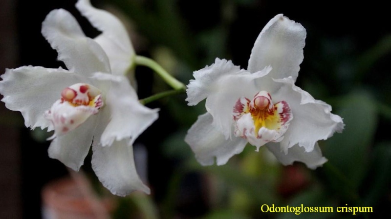 Odontoglossum crispum Img_3318