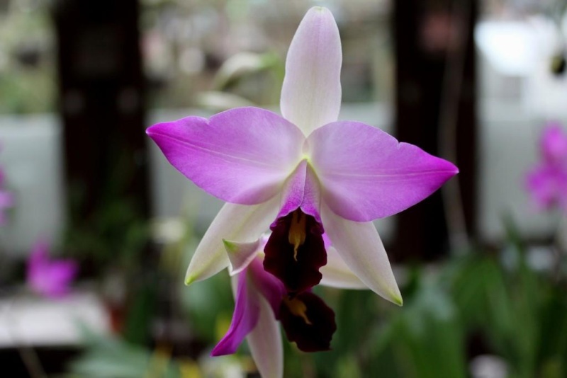 Orchideen 2011 - 2015 Teil 1 - Seite 85 Img_3532