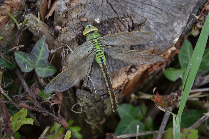 Anax empereur femelle (La Ville Ernault) Dsc_0613