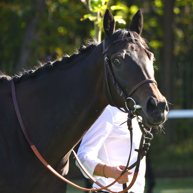 Dancequest, 1er octobre, Chantilly  Dsc_0145