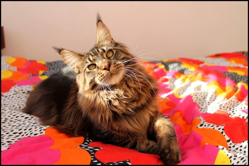 chat - Le Maine Coon Image187