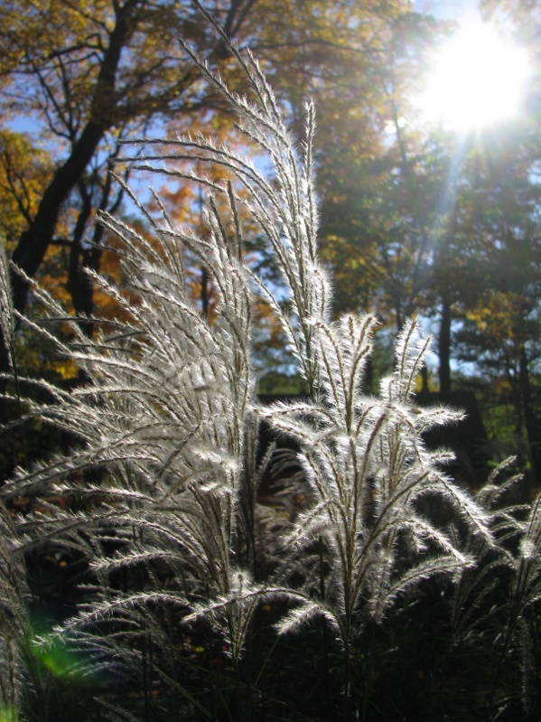 Miscanthus sinensis "Graziella" - Page 3 Captu102