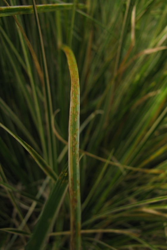 Rouille sur deschampsia cespitosa northern light ? Captu361