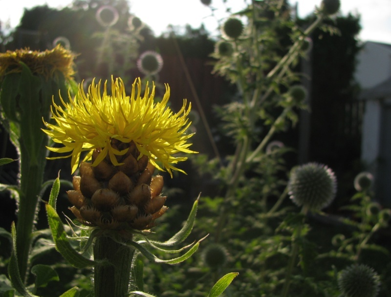 Centaurea macrocephale(Centaurées à grosses têtes) Captu464