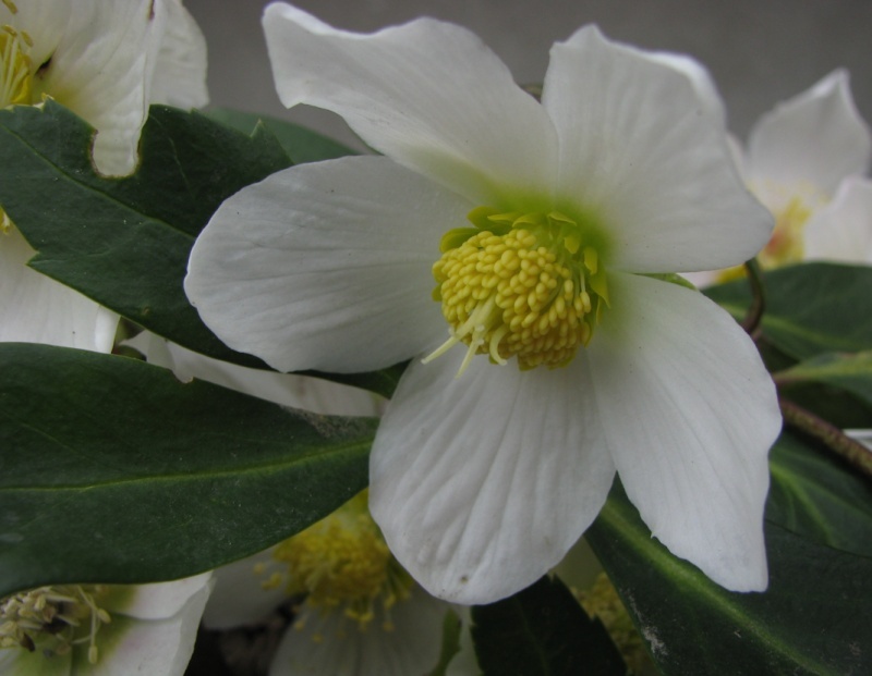 Helleborus: Hellebore Captu467