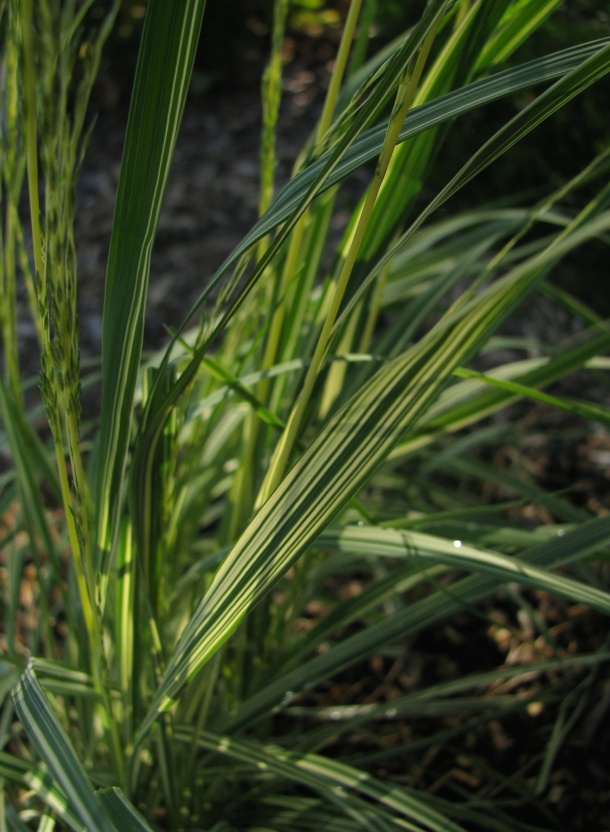 Molinia caerulea "variegata" Captu473