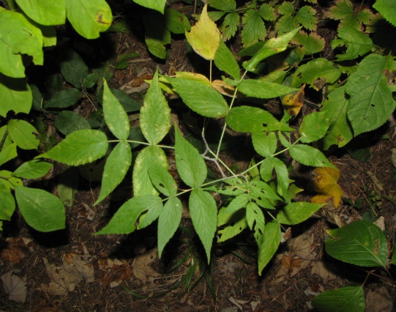 Plantes à identifier de sous-bois Captur90