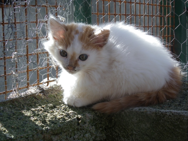 EVEN (chaton mâle angora blanc et roux) Imgp0031