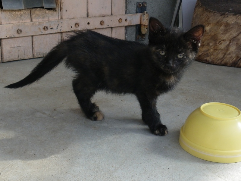 LISBONNE(chaton femelle noire avec tâche rousse sur la tête) Imgp0039