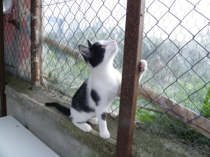 RAFIA (chaton femelle noire et blanche) Imgp0054