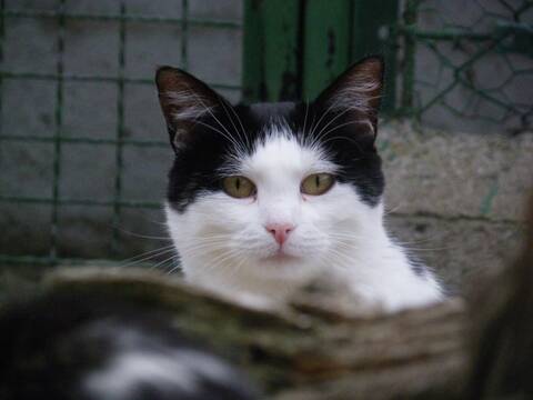 Basile Chat Noir Et Blanc Basile Chat Noir Et Blanc