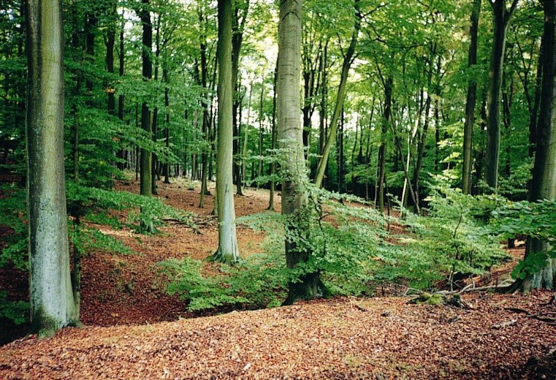 Mitten im Wald Wald1110