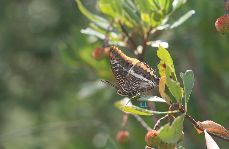 Le Jason ou Pacha à deux queues (Charaxes jasius)