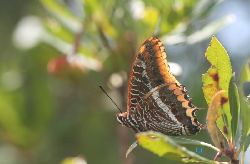 Le Jason ou Pacha à deux queues (Charaxes jasius)