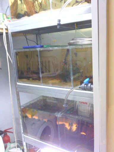 batterie d'aquarium de reproduction(4 bacs) 13408110