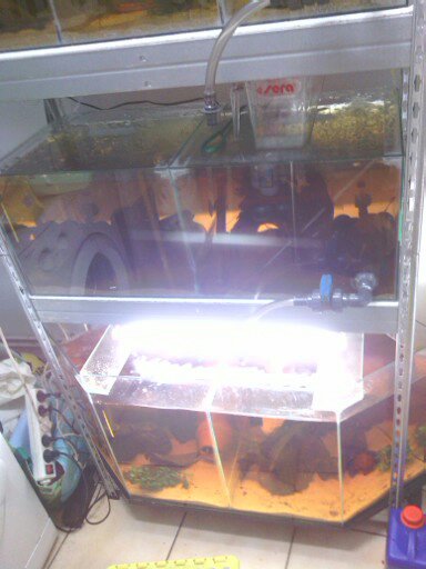 batterie d'aquarium de reproduction(4 bacs) 13408111