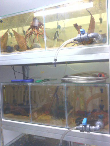 batterie d'aquarium de reproduction(4 bacs) 13408112