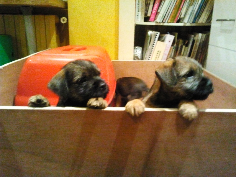 Chiots Border Terrier LOF 2012-111