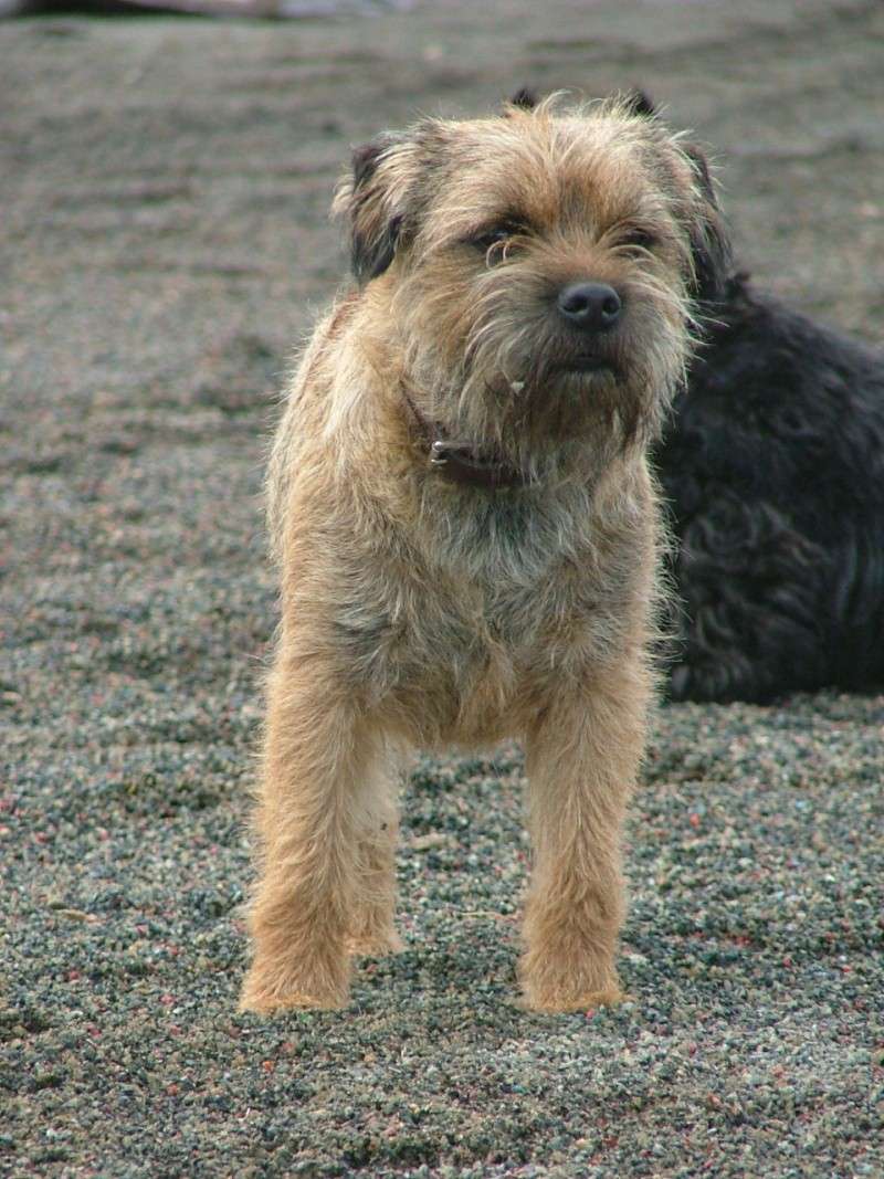 Chiots Border Terrier LOF Dscf1710