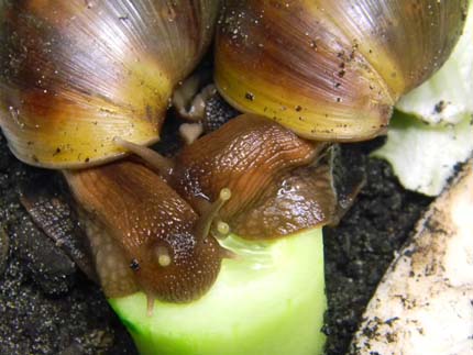 Achatina fulica et A. albopicta - escargots géants Acha610