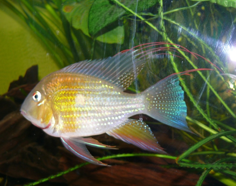 mes nouveaux arrivants : Acarichthys heckelii (Rio Nanay) Aca-7-10