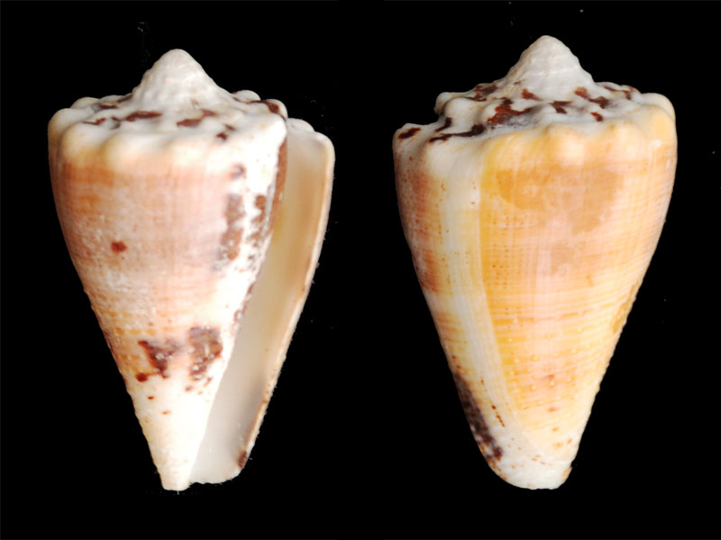 Stephanoconus regius citrinus & regius (Gmelin, 1791) ??? Conus-12