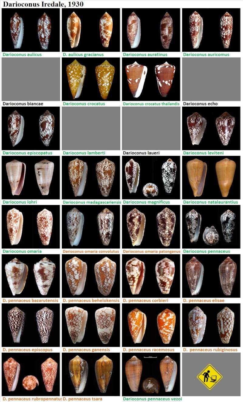   Conidae Conus (Darioconus) - Le genre, ses espèces, la planche Darioc15
