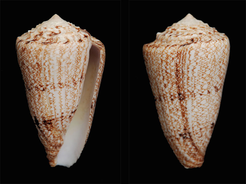 Conus (Conus) araneosus  [Lightfoot, 1786]  Dsc_0014