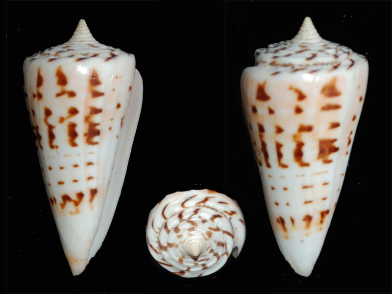 Conus (Strategoconus) monile   Hwass in Bruguière, 1792 Dsc_0020