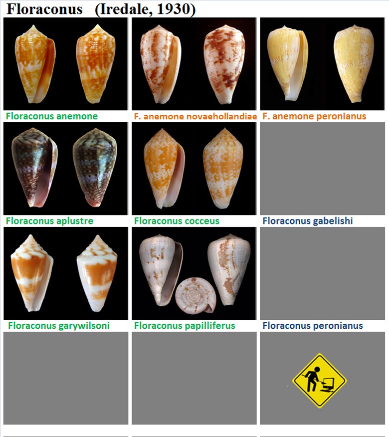  Conidae Conus (Floraconus) - Le genre, ses espèces, la planche 07/09 Florac12
