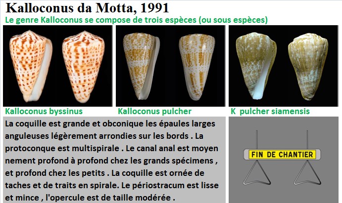  Conidae Conus (Kalloconus) - Le genre, ses espèces, la planche 03/03 Kalloc11