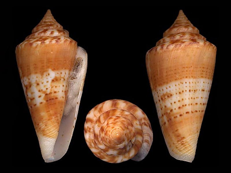 Conus (Lamniconus) xanthocinctus  Petuch, 1986 L_xant10