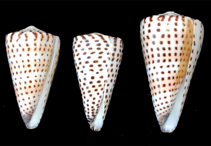 Conidae Conus (Elisaconus) litteratus  Linnaeus, 1758 Litter12