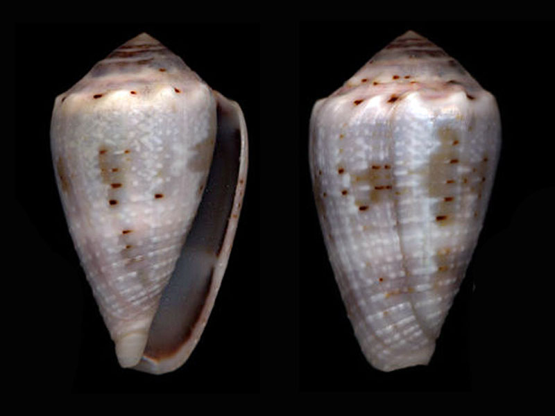 Conus (Virroconus) aristophanes (G. B. Sowerby II, 1857) M_aris10